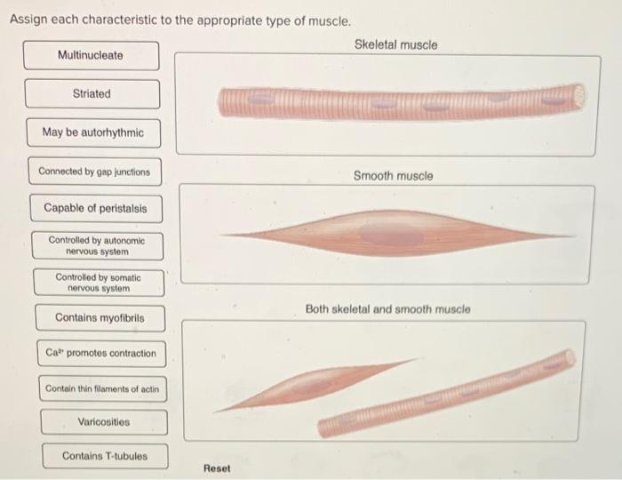 Assign each characteristic to the appropriate type of muscle.