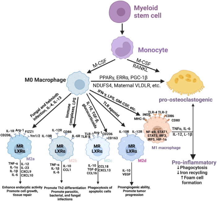 Match the following term with its function differentiate into macrophages