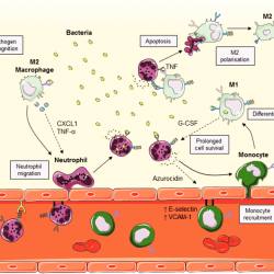 Macrophages differentiation activated classically pathways