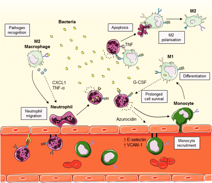 Macrophages differentiation activated classically pathways