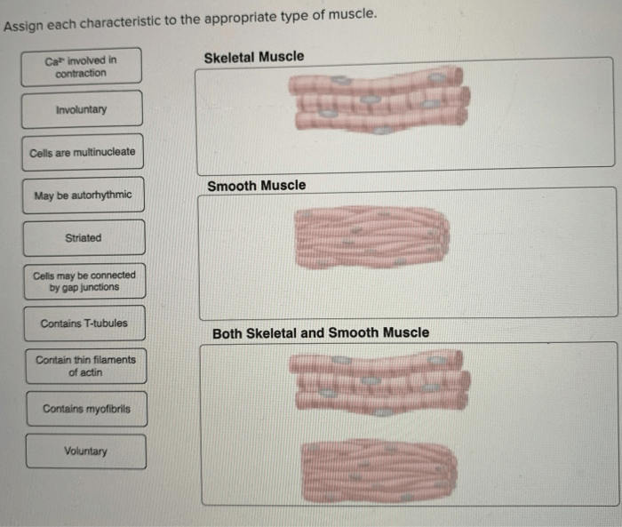 Assign each characteristic to the appropriate type of muscle.